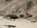 catlins (17)